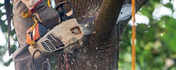 Professional Tree Services in Mount Ivy, NY