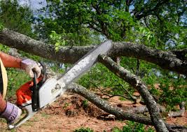 How Our Tree Care Process Works  in  Mount Ivy, NY