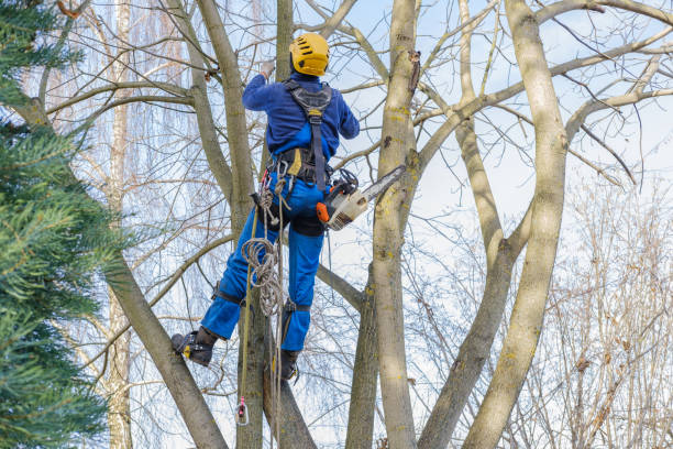 Best Tree Health Inspection  in Mount Ivy, NY