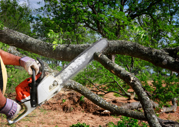 Best Fruit Tree Pruning  in Mount Ivy, NY